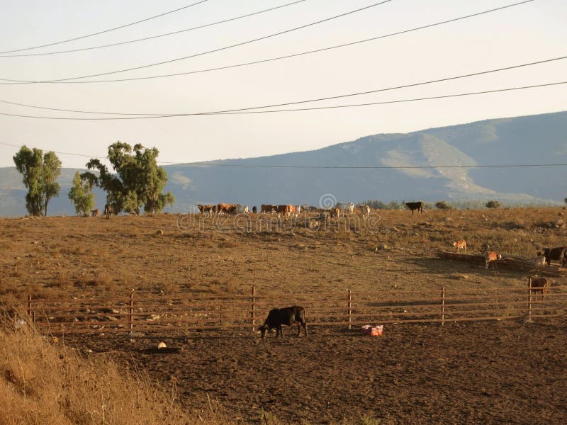 Cattle graze in a meadow inside an agricultural farm in a mountainous area. Cattle graze in a meadow inside an agricultural farm in a mountainous area