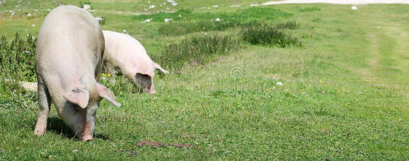 Βοσκή χοίρων στα λιβάδια βουνών στοκ εικόνα Βοσκή χοίρων στα λιβάδια βουνών στοκ εικόνα