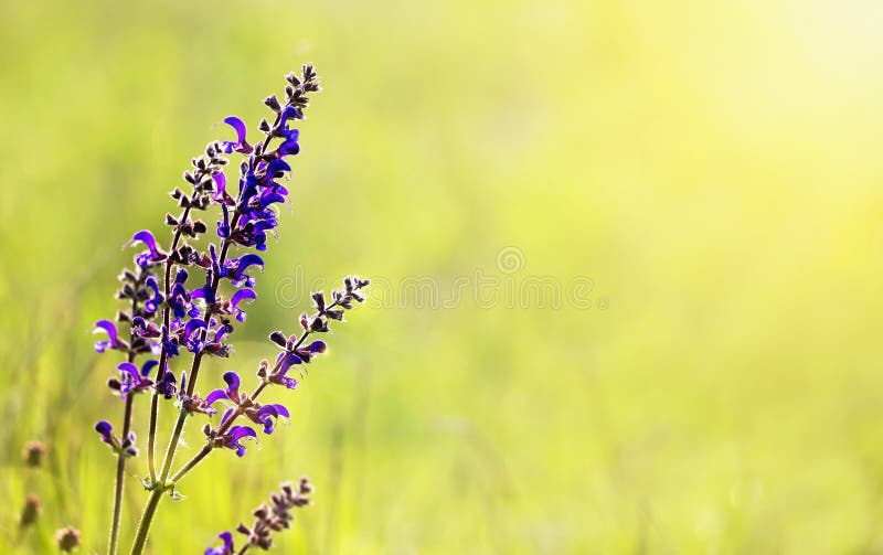 Herbal medicine, aromateraphy - blooming meadow sage purple flower, green natural background with blank, copy space. Herbal medicine, aromateraphy - blooming meadow sage purple flower, green natural background with blank, copy space