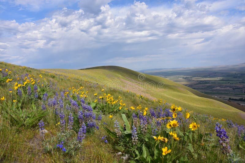 Horse Heaven Hills Botanical Bonanza: Lupine, Daisies, and Penstemon, Oh My! Spring Beauties in the Columbia Basin, Yakima Valley, Eastern Washington near Benton City and Richland, Pasco, & Kennewick of the Tri-Cities. Native Plants Wondrous landscape, clouds and yakima valley cultivated areas in distance. Near Rattlesnake Mountain. Shrub-steppe Ecology, botanists fondest favorite viewing area, unspoiled beauty, close to town. Lupine, balsamorhiza daisies, penstemon, bunch grasses and more. Horse Heaven Hills Botanical Bonanza: Lupine, Daisies, and Penstemon, Oh My! Spring Beauties in the Columbia Basin, Yakima Valley, Eastern Washington near Benton City and Richland, Pasco, & Kennewick of the Tri-Cities. Native Plants Wondrous landscape, clouds and yakima valley cultivated areas in distance. Near Rattlesnake Mountain. Shrub-steppe Ecology, botanists fondest favorite viewing area, unspoiled beauty, close to town. Lupine, balsamorhiza daisies, penstemon, bunch grasses and more.