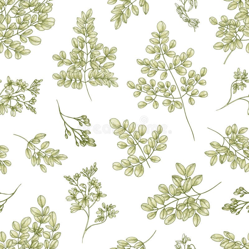 Βοτανικό άνευ ραφής σχέδιο με δέντρων ή Moringa θαύματος τα oleifera φύλλα και λουλούδια στο άσπρο υπόβαθρο Floral σκηνικό διανυσματική απεικόνιση