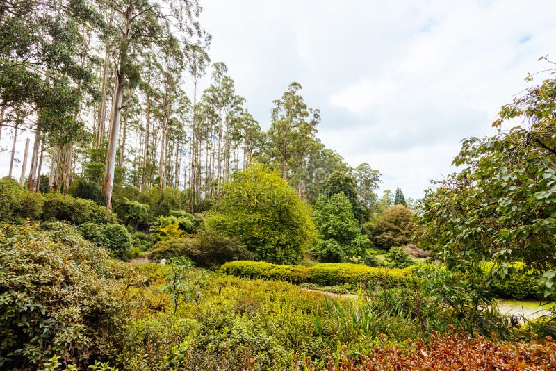 A late autumn afternoon in Dandenong Ranges Botanic Garden in Olinda, Victoria Australia. A late autumn afternoon in Dandenong Ranges Botanic Garden in Olinda, Victoria Australia