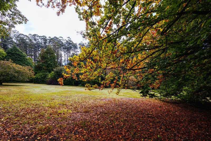 A late autumn afternoon in Dandenong Ranges Botanic Garden in Olinda, Victoria Australia. A late autumn afternoon in Dandenong Ranges Botanic Garden in Olinda, Victoria Australia