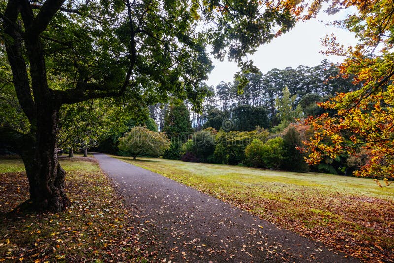 A late autumn afternoon in Dandenong Ranges Botanic Garden in Olinda, Victoria Australia. A late autumn afternoon in Dandenong Ranges Botanic Garden in Olinda, Victoria Australia