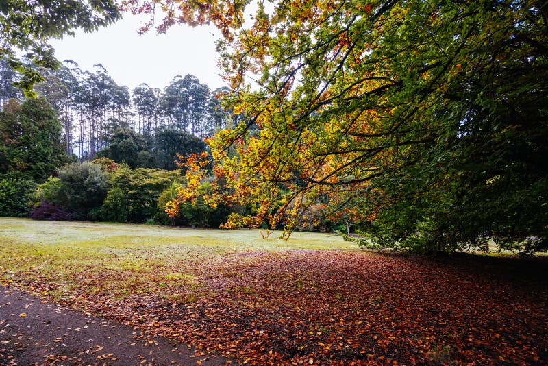 A late autumn afternoon in Dandenong Ranges Botanic Garden in Olinda, Victoria Australia. A late autumn afternoon in Dandenong Ranges Botanic Garden in Olinda, Victoria Australia