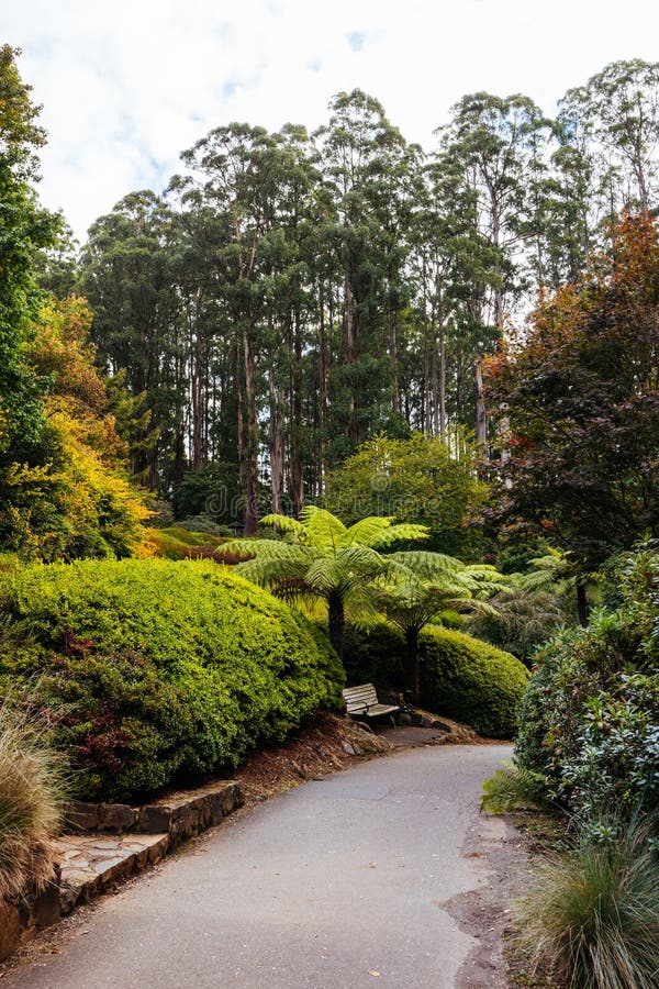 A late autumn afternoon in Dandenong Ranges Botanic Garden in Olinda, Victoria Australia. A late autumn afternoon in Dandenong Ranges Botanic Garden in Olinda, Victoria Australia