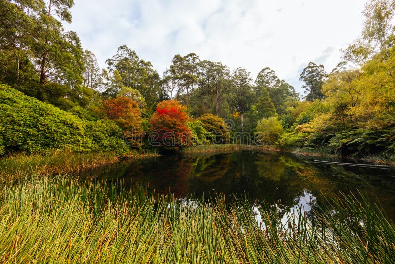 A late autumn afternoon in Dandenong Ranges Botanic Garden in Olinda, Victoria Australia. A late autumn afternoon in Dandenong Ranges Botanic Garden in Olinda, Victoria Australia