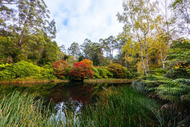 A late autumn afternoon in Dandenong Ranges Botanic Garden in Olinda, Victoria Australia. A late autumn afternoon in Dandenong Ranges Botanic Garden in Olinda, Victoria Australia