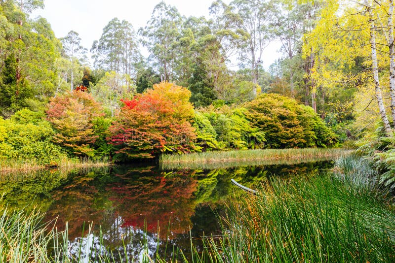 A late autumn afternoon in Dandenong Ranges Botanic Garden in Olinda, Victoria Australia. A late autumn afternoon in Dandenong Ranges Botanic Garden in Olinda, Victoria Australia