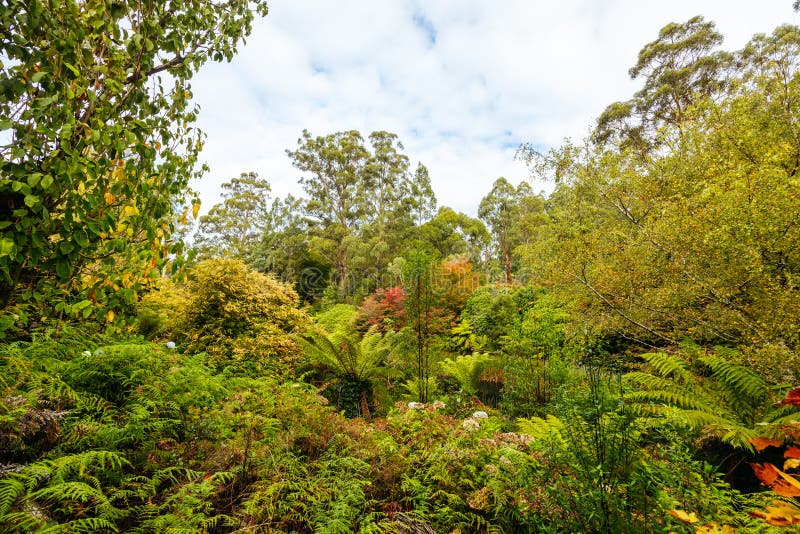 A late autumn afternoon in Dandenong Ranges Botanic Garden in Olinda, Victoria Australia. A late autumn afternoon in Dandenong Ranges Botanic Garden in Olinda, Victoria Australia