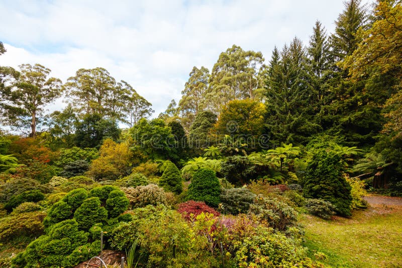 A late autumn afternoon in Dandenong Ranges Botanic Garden in Olinda, Victoria Australia. A late autumn afternoon in Dandenong Ranges Botanic Garden in Olinda, Victoria Australia