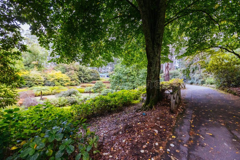 A late autumn afternoon in Dandenong Ranges Botanic Garden in Olinda, Victoria Australia. A late autumn afternoon in Dandenong Ranges Botanic Garden in Olinda, Victoria Australia