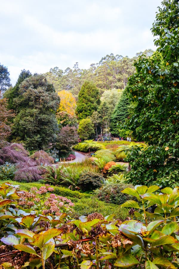 A late autumn afternoon in Dandenong Ranges Botanic Garden in Olinda, Victoria Australia. A late autumn afternoon in Dandenong Ranges Botanic Garden in Olinda, Victoria Australia