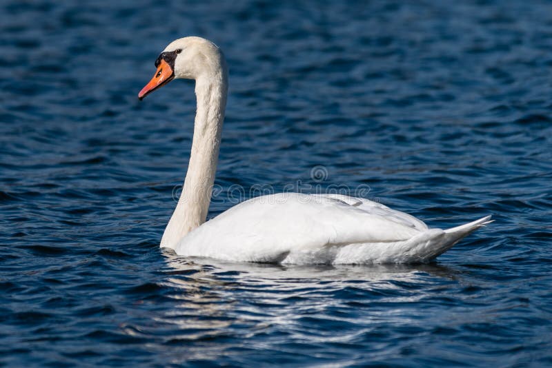 A Mute Swan Cygnus olor in Banner Marsh Preserve, Illinois. A Mute Swan Cygnus olor in Banner Marsh Preserve, Illinois.