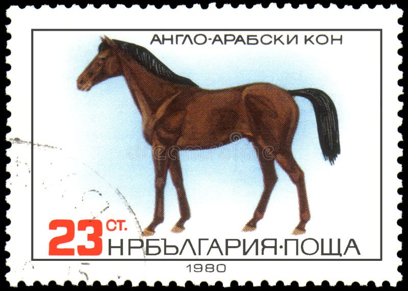 ΒΟΥΛΓΑΡΙΑ - CIRCA 1980: ένα γραμματόσημο, που τυπώνεται άλογο στη Βουλγαρία, παρουσιάζει anglo-αραβικό απεικόνιση αποθεμάτων ΒΟΥΛΓΑΡΙΑ - CIRCA 1980: ένα γραμματόσημο, που τυπώνεται άλογο στη Βουλγαρία, παρουσιάζει anglo-αραβικό απεικόνιση αποθεμάτων