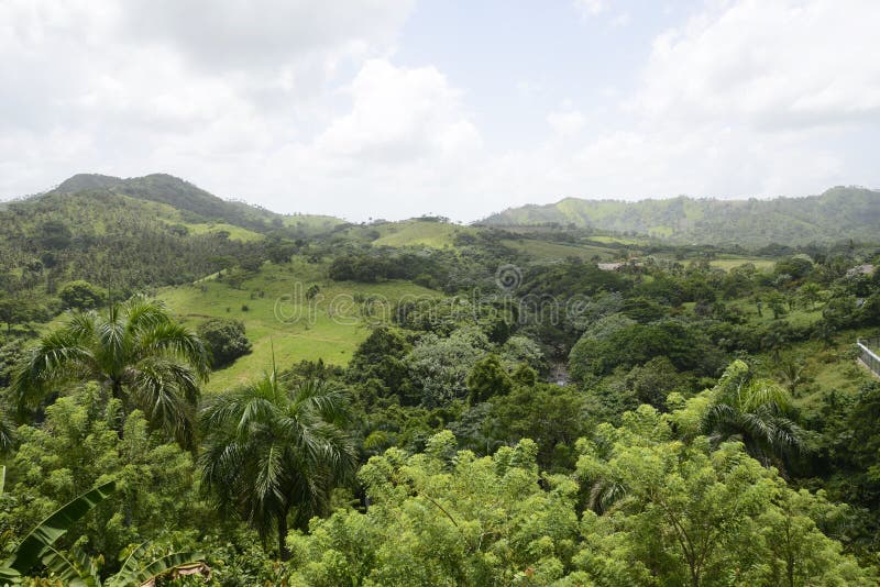 View of the lush green vegetation and plam trees growing in the mountains in the Dominican Republic. View of the lush green vegetation and plam trees growing in the mountains in the Dominican Republic