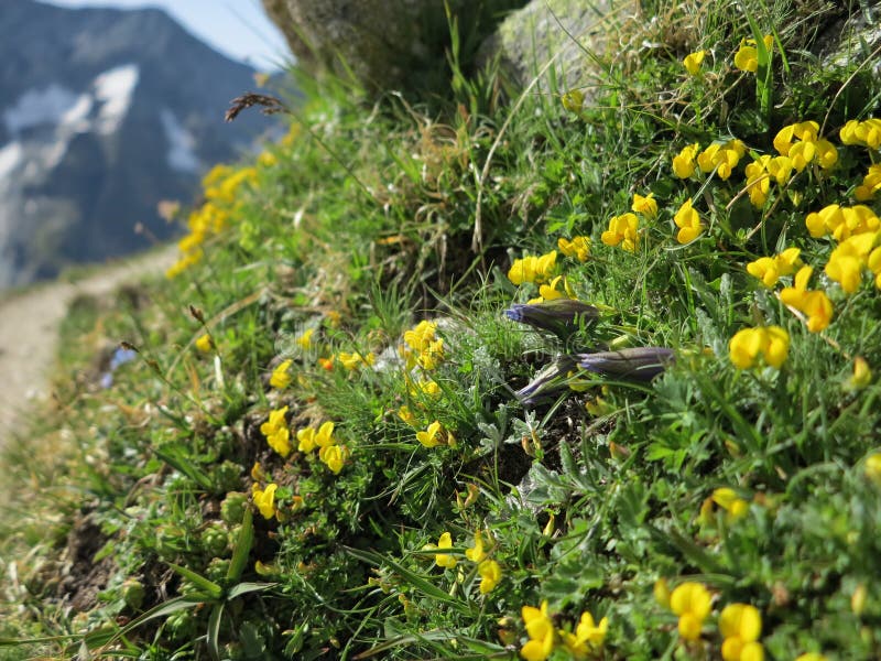 Βουνό Wildflowers στοκ φωτογραφίες Βουνό Wildflowers στοκ φωτογραφίες