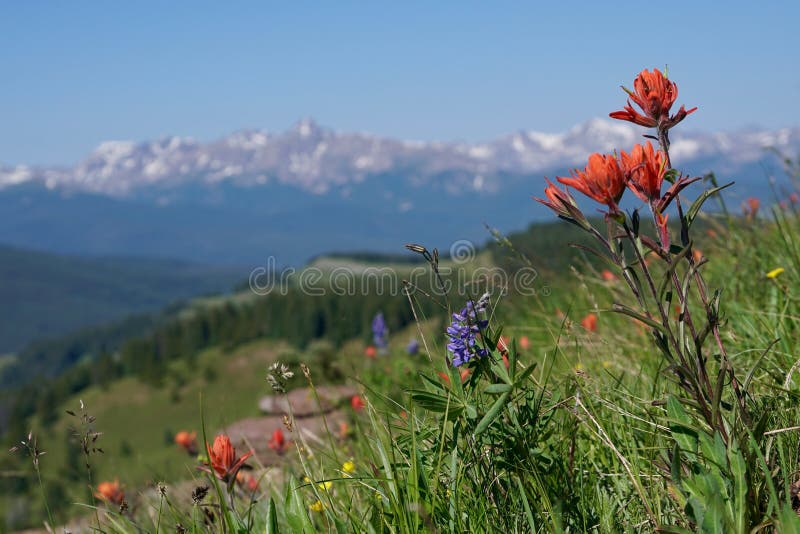 View of wildflowers and the Sawatch mountains as seen from Shrine Mountain. View of wildflowers and the Sawatch mountains as seen from Shrine Mountain