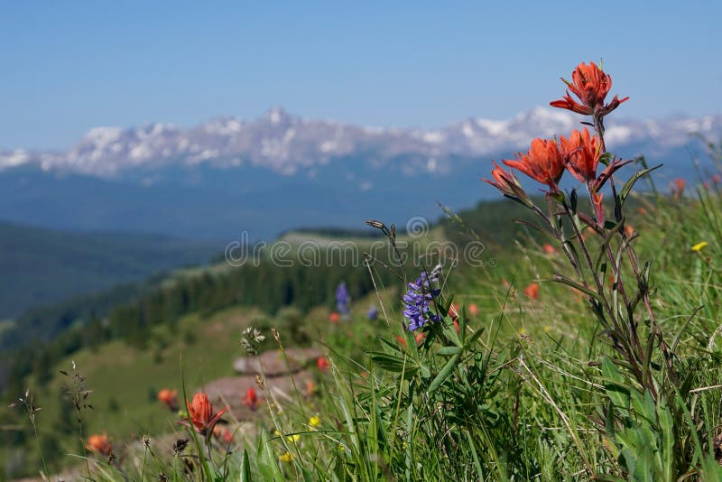 Βουνό Wildflowers των λαρνάκων στοκ εικόνες με δικαίωμα ελεύθερης χρήσης Βουνό Wildflowers των λαρνάκων στοκ εικόνες με δικαίωμα ελεύθερης χρήσης