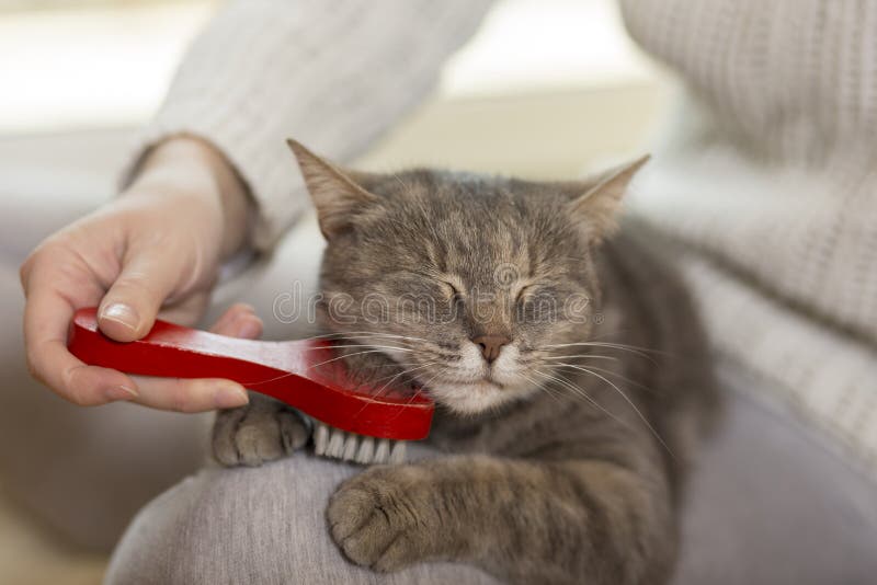 Βουρτσίζοντας τη γάτα στοκ εικόνα