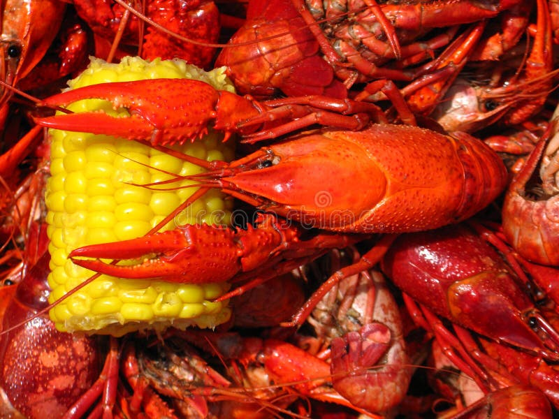 A boiled Louisiana crawfish (crayfish) resting with its claws on an ear of corn. A boiled Louisiana crawfish (crayfish) resting with its claws on an ear of corn.