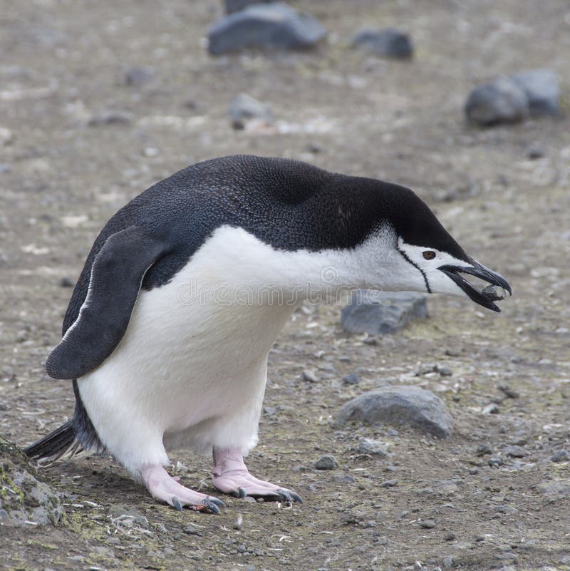 Βράχος εκμετάλλευσης Chinstrap penguin. στοκ εικόνα Βράχος εκμετάλλευσης Chinstrap penguin. στοκ εικόνα