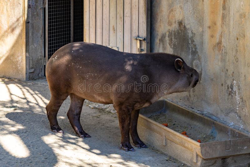 Βραζιλιάνα terrestris tapirus tapir στο ζωολογικό κήπο της Βαρκελώνης στοκ φωτογραφία με δικαίωμα ελεύθερης χρήσης Βραζιλιάνα terrestris tapirus tapir στο ζωολογικό κήπο της Βαρκελώνης στοκ φωτογραφία με δικαίωμα ελεύθερης χρήσης