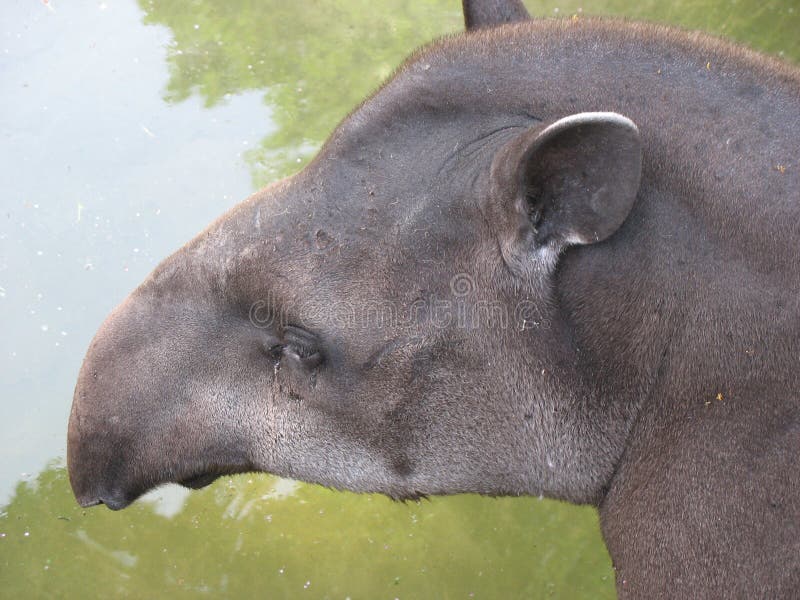 βραζιλιάνο tapir στοκ φωτογραφία με δικαίωμα ελεύθερης χρήσης βραζιλιάνο tapir στοκ φωτογραφία με δικαίωμα ελεύθερης χρήσης