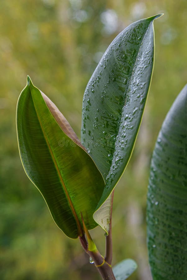 Βρεγμένο με σταγόνες νερού, φύλλο Indian Ficus Elastica στον τροπικό κήπο, κοντά, λεπτομέρειες στοκ φωτογραφία με δικαίωμα ελεύθερης χρήσης