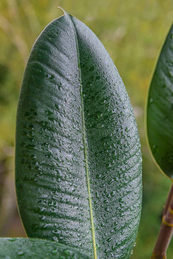 Βρεγμένο με σταγόνες νερού, φύλλο Indian Ficus Elastica στον τροπικό κήπο, κοντά, λεπτομέρειες στοκ εικόνα