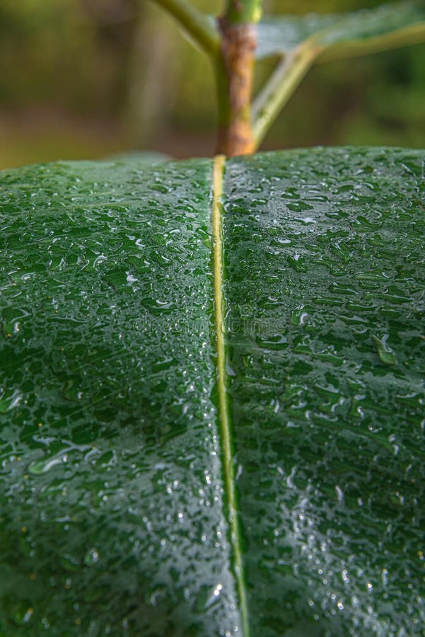 Βρεγμένο με σταγόνες νερού, φύλλο Indian Ficus Elastica στον τροπικό κήπο, κοντά, λεπτομέρειες στοκ εικόνα με δικαίωμα ελεύθερης χρήσης