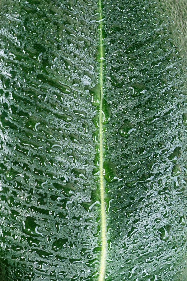 Βρεγμένο με σταγόνες νερού, φύλλο Indian Ficus Elastica στον τροπικό κήπο, κοντά, λεπτομέρειες στοκ φωτογραφία με δικαίωμα ελεύθερης χρήσης