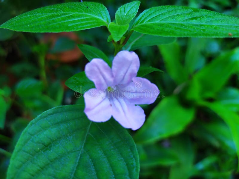 Βρετανικά Άγρια Πετούνια Μεξικάνικο Bluebell Μεξικάνικα Πετούνια στοκ φωτογραφίες με δικαίωμα ελεύθερης χρήσης