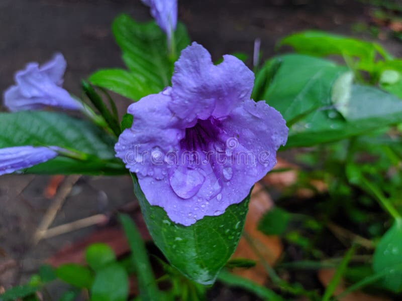 Βρετανικά Άγρια Πετούνια Μεξικάνικο Bluebell Μεξικάνικα Πετούνια στοκ εικόνα