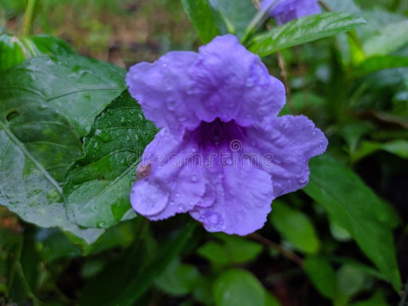 Βρετανικά Άγρια Πετούνια Μεξικάνικο Bluebell Μεξικάνικα Πετούνια στοκ φωτογραφία με δικαίωμα ελεύθερης χρήσης