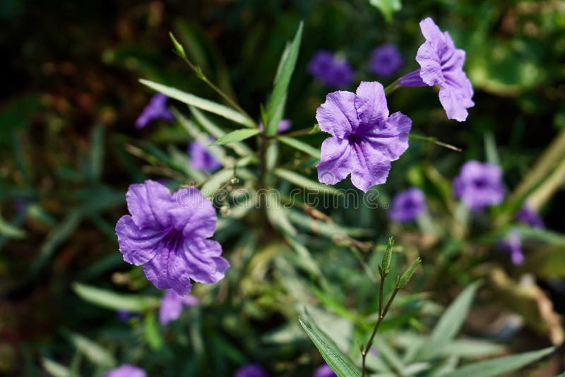 βρετανικά άγρια πετούνια που ανθίζουν στον κήπο. στοκ φωτογραφίες
