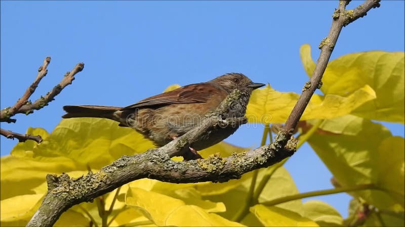 Βρετανικό τραγούδι πουλιών dunnock υψηλό επάνω στην κορυφή δέντρων