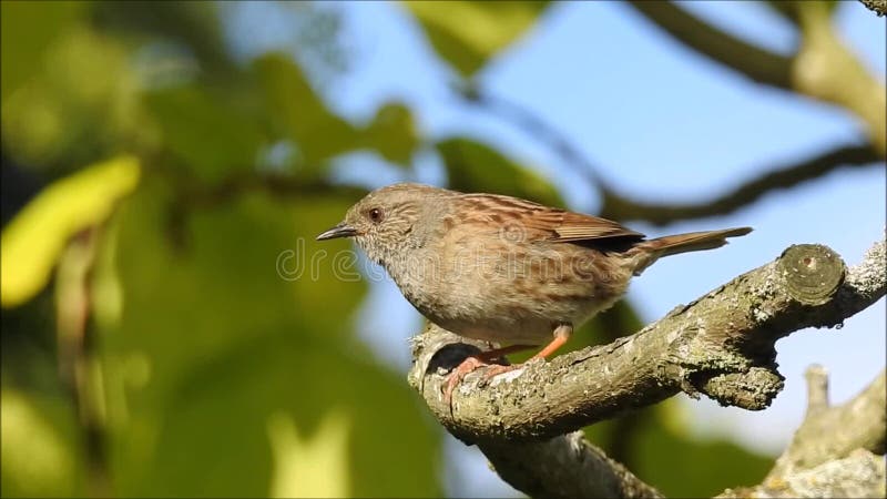 Βρετανικό τραγούδι πουλιών dunnock υψηλό επάνω στην κορυφή δέντρων