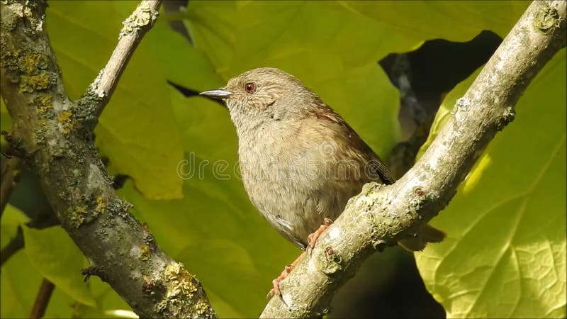 Βρετανικό τραγούδι πουλιών dunnock υψηλό επάνω στην κορυφή δέντρων