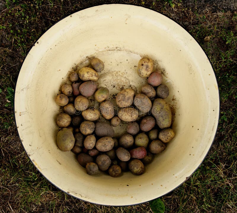 βρόμικη πατάτα βρίσκεται σε κίτρινη λεκάνη αλουμινίου στο έδαφος