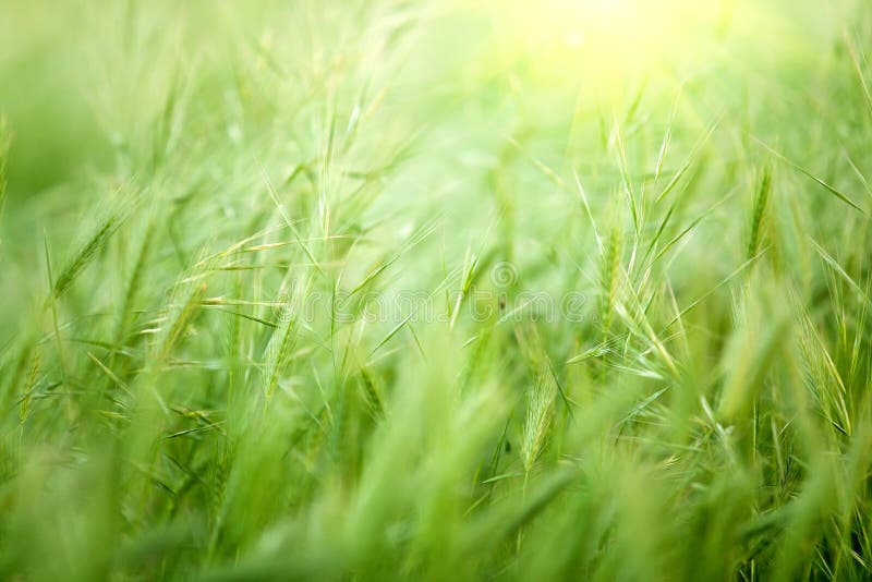 Mixed barley and oat cereal plant background, shallow depth of field. Mixed barley and oat cereal plant background, shallow depth of field