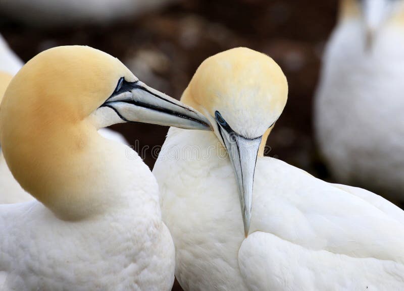 Βόρεια συνδέοντας συμπεριφορά Gannet, Καναδάς στοκ εικόνες Βόρεια συνδέοντας συμπεριφορά Gannet, Καναδάς στοκ εικόνες