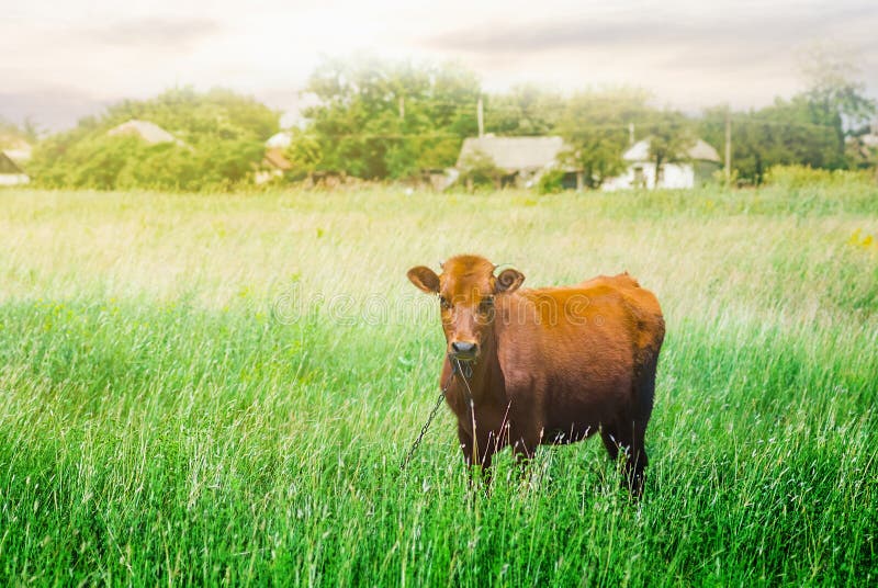 Brown cow graze on a rural pasture, countryside scene. Brown cow graze on a rural pasture, countryside scene