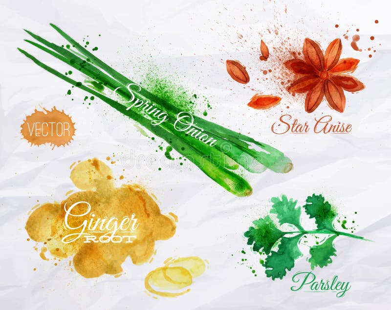 Spices herbs set drawn watercolor blots and stains with a spray star anise, parsley, spring onion, ginger root. Spices herbs set drawn watercolor blots and stains with a spray star anise, parsley, spring onion, ginger root.