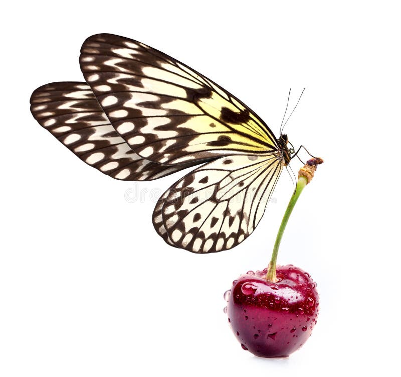 Sweet cherry with water drops and beautiful butterfly. Sweet cherry with water drops and beautiful butterfly