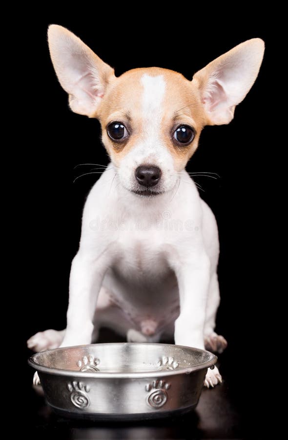 Sweet chihuahua puppy with big ears standing on a black background with a water bowl. Sweet chihuahua puppy with big ears standing on a black background with a water bowl