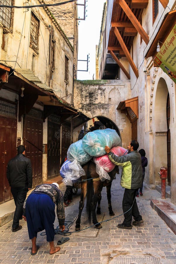 Γάιδαρος σε Medina του Fez στο Μαρόκο στοκ φωτογραφία με δικαίωμα ελεύθερης χρήσης Γάιδαρος σε Medina του Fez στο Μαρόκο στοκ φωτογραφία με δικαίωμα ελεύθερης χρήσης