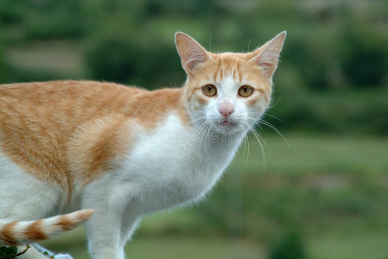 γάτα στοκ φωτογραφία γάτα στοκ φωτογραφία