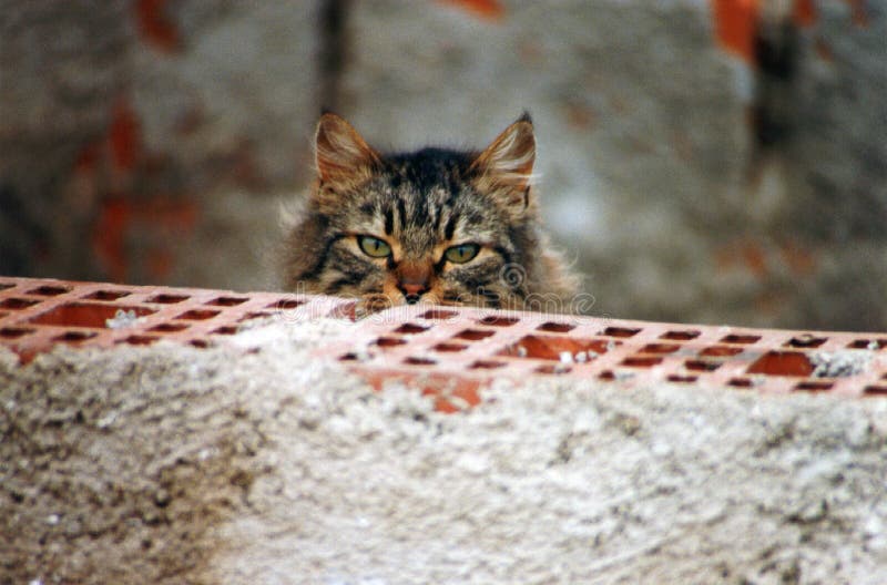 Γάτα Brindle που παρατηρεί προσεκτικά πίσω από έναν τουβλότοιχο στοκ φωτογραφία με δικαίωμα ελεύθερης χρήσης Γάτα Brindle που παρατηρεί προσεκτικά πίσω από έναν τουβλότοιχο στοκ φωτογραφία με δικαίωμα ελεύθερης χρήσης