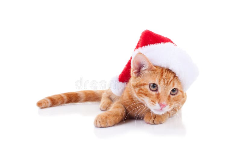 Γάτα Santa Χριστουγέννων στοκ εικόνες Γάτα Santa Χριστουγέννων στοκ εικόνες